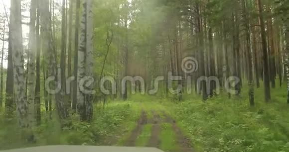 从挡风玻璃上看到高大树木的森林视频的预览图