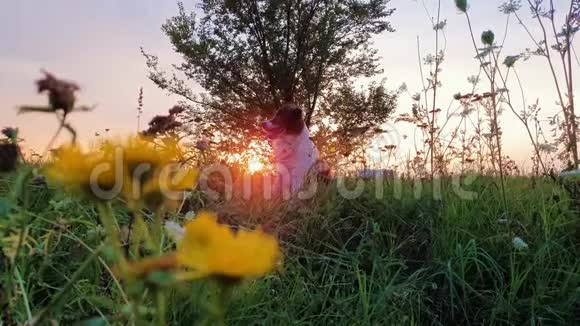 一只狗在大自然中的肖像在一个夏天开花的草地上在夕阳的天空背景下橙色的阳光穿透了麸皮视频的预览图