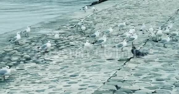 海鸥在海边漂浮飞翔视频的预览图