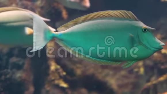 布鲁斯平独角兽鱼特写流行的水族馆宠物热带鱼规格从印度太平洋视频的预览图