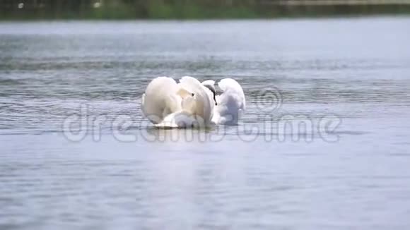一对白天鹅完成了一场爱情舞蹈视频的预览图