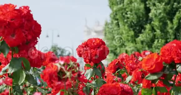 维也纳伏尔加滕的红玫瑰旧建筑背景视频的预览图