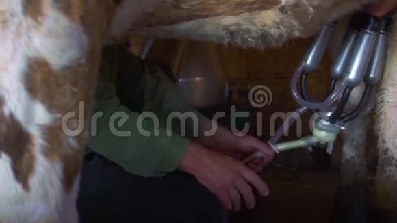 夏天有人在牛栏里用挤奶机挤奶特写视频的预览图