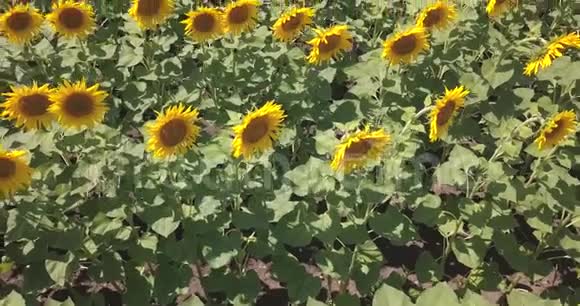 鸟瞰田野的跨度向日葵正好横在两排之间视频的预览图