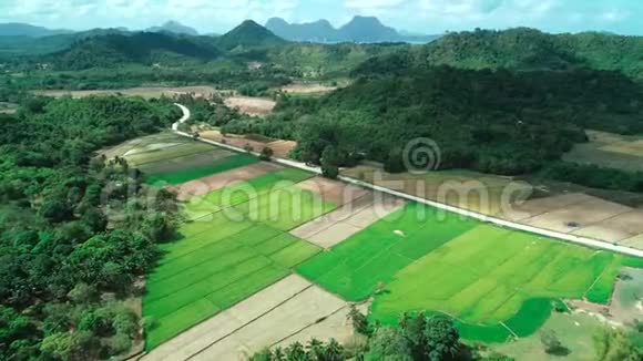 晴天的绿色长方形稻田鸟瞰图热带景观稻田山地棕榈树农业视频的预览图