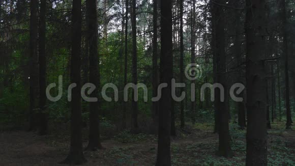 黄昏时的森林视频的预览图