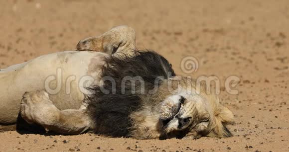 沉睡的非洲雄狮视频的预览图