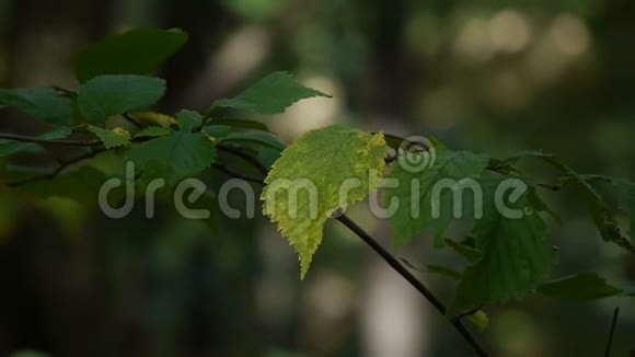 特写镜头绿叶树叶在薄薄的黑树枝上在模糊的绿色草坪上微微颤抖视频的预览图