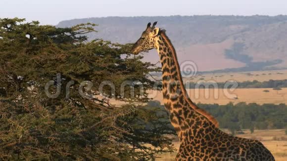 肯尼亚马塞马拉的背景中长颈鹿用oloololoescapment喂养视频的预览图