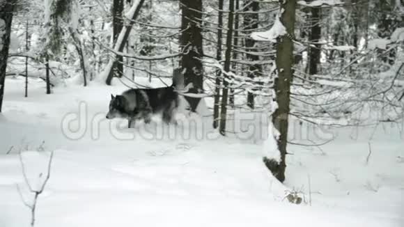 哈士奇穿过冬天的森林视频的预览图