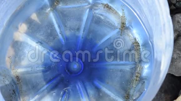活海虾装在塑料瓶里海洋海洋塑料污染视频的预览图