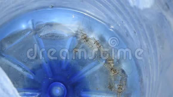活海虾装在塑料瓶里海洋海洋塑料污染视频的预览图