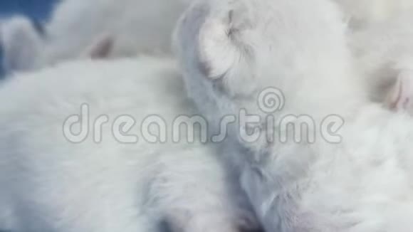 新生小猫睡觉蓝色背景特写镜头视频的预览图