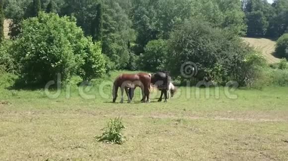 春天三匹马在白桦林的绿色草坪上吃着青草视频的预览图