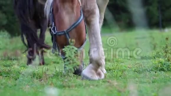 棕马细白发架草地上放牧低角度视频的预览图
