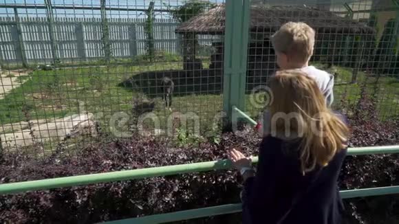 妈妈和儿子在动物园看狼视频的预览图