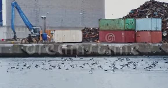 一群鸟在码头上飞翔视频的预览图