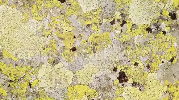 大山石覆盖地衣具有大量绿色苜蓿地衣的岩石表面的特写视频的预览图