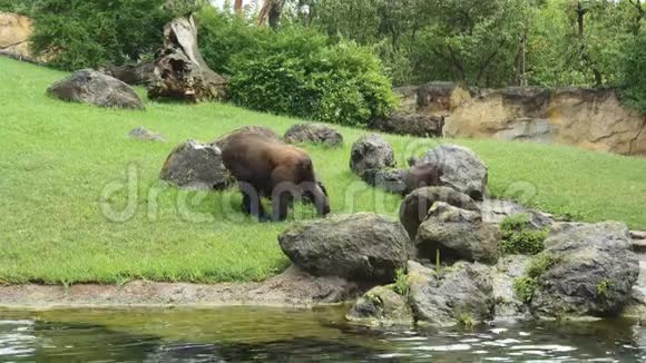 大黑大猩猩和小大猩猩在河边湖边野生动物园绿草和一群鸟儿飞过视频的预览图