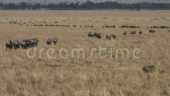 肯尼亚马赛马拉每年迁徙的野生动物系视频的预览图