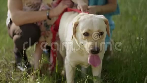4K关门一幅儿童饲养的拉布拉多犬的画像视频的预览图
