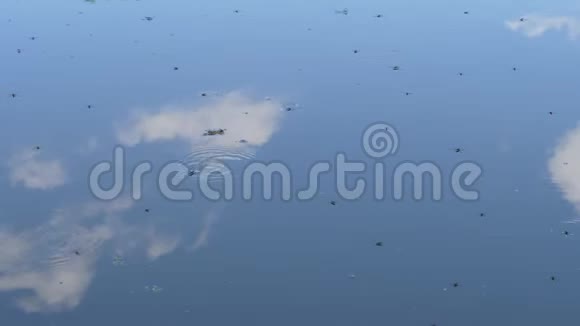 水甲虫环绕着湖面视频的预览图