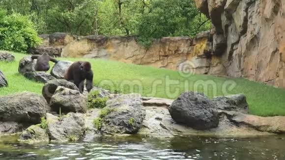 大黑大猩猩和小大猩猩在河边湖边野生动物园绿草和一群鸟儿飞过视频的预览图
