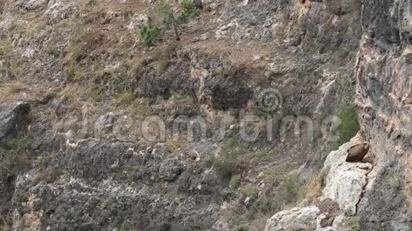 西班牙少年狮鹫在觅食视频的预览图