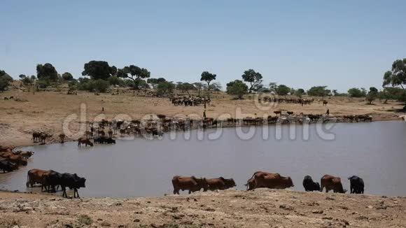 马赛牧民把他们的牛带到水附近的马赛马拉肯尼亚视频的预览图