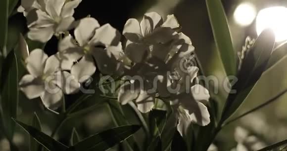 晚上开白花自然视频的预览图