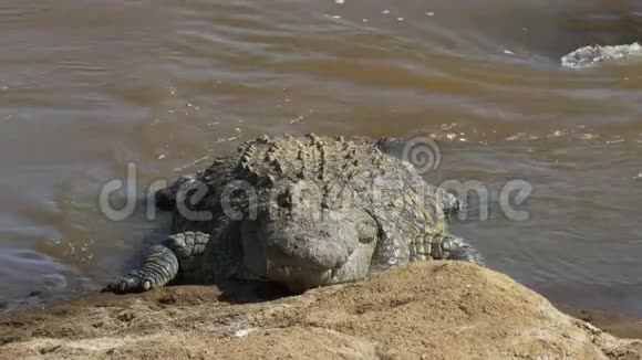 肯尼亚马拉河岸边的一条巨大鳄鱼视频的预览图