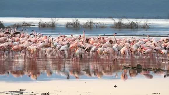 肯尼亚博戈里亚湖畔日出时的火烈鸟视频的预览图