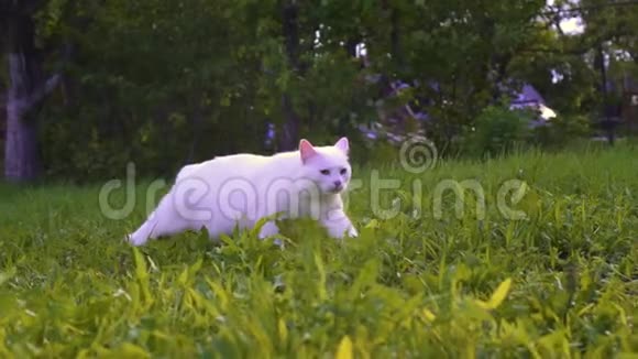 白猫走在绿草上视频的预览图