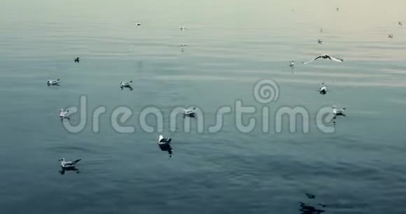 海鸥在海边漂浮飞翔视频的预览图