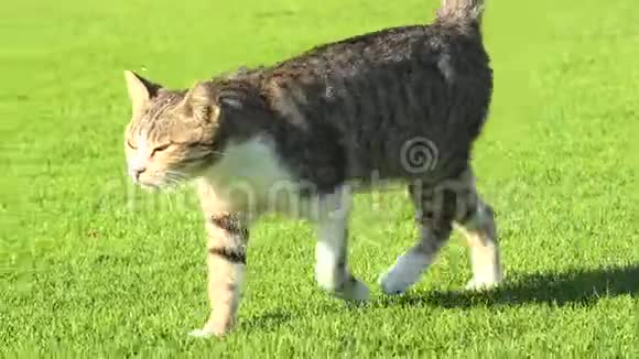 绿草中的虎猫视频的预览图