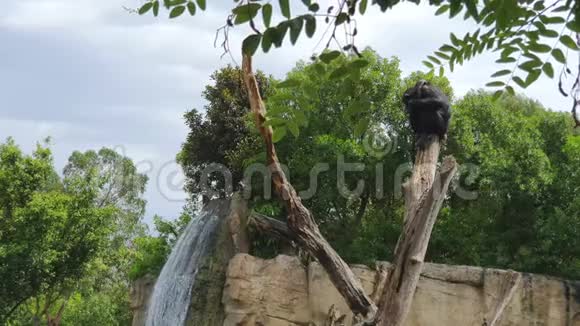 在一个大型瀑布的背景下黑猴子睡在野生动物公园的干燥树干上视频的预览图