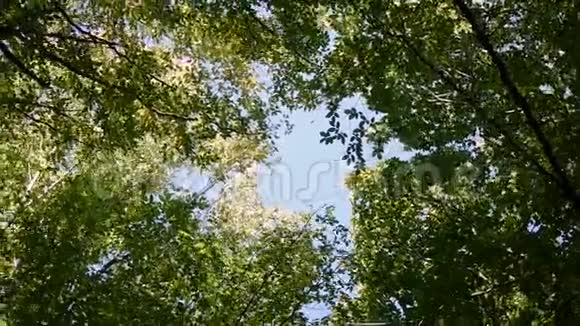 街道天空阳光明媚的高树梢在森林中旋转使用慢动作视频的预览图