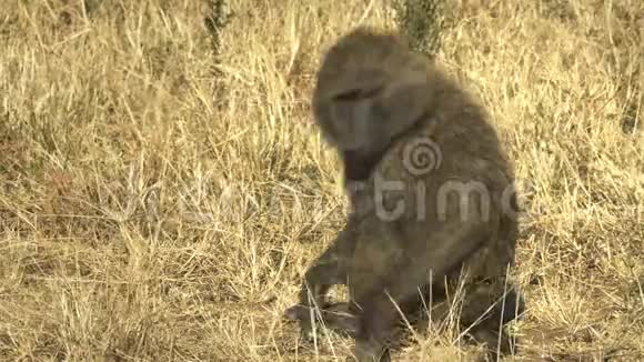 肯尼亚马赛马拉国家公园一只橄榄狒狒的特写镜头视频的预览图
