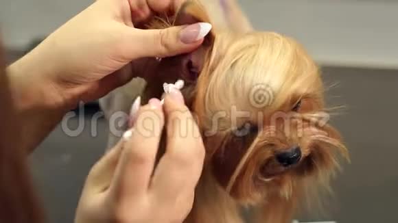 在约克郡的一家诊所里一位女兽医用棉签清洁耳朵视频的预览图