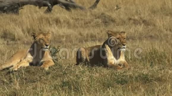 两只小狮子坐在马赛马拉国家公园里视频的预览图