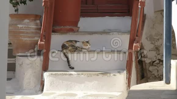 希腊麦科诺斯宠物猫睡在房子的台阶上视频的预览图
