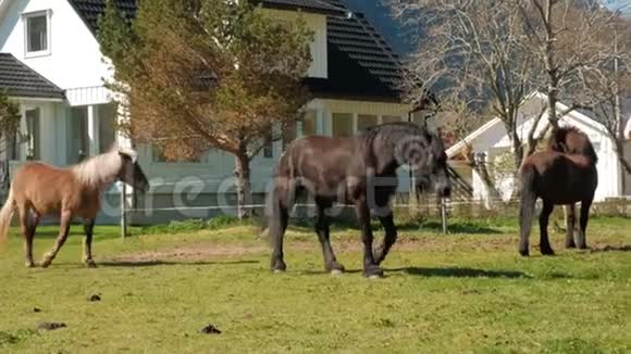 马在房子附近自由地吃草挪威视频的预览图