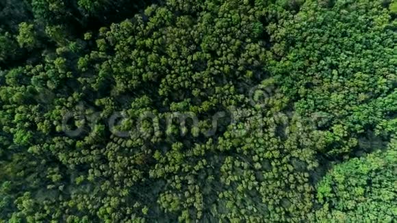 森林保护区鸟瞰绿树冠视频的预览图