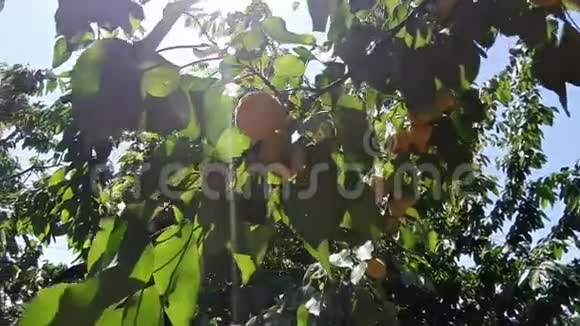 杏树在阳光下成熟的果实在阳光下的树上视频的预览图