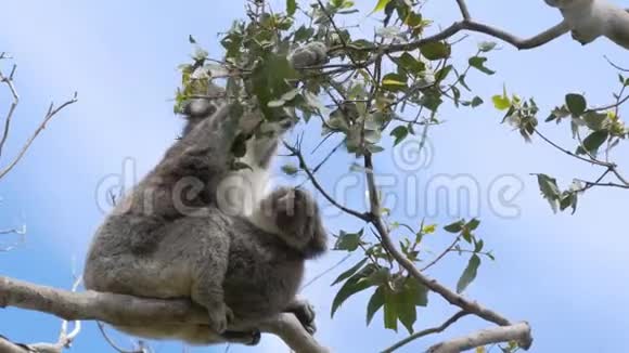 妈妈和小袋熊在奥特威角吃树叶视频的预览图