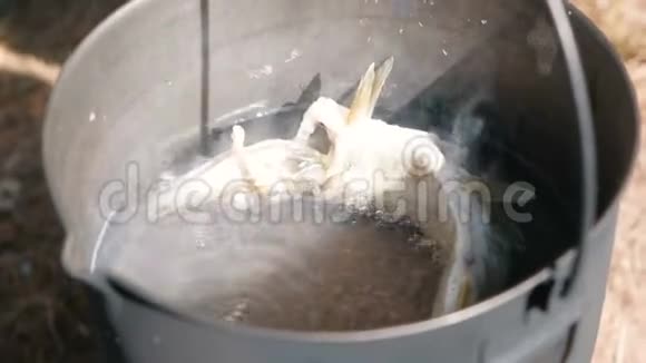 鱼在自然界是在锅里煮的视频的预览图