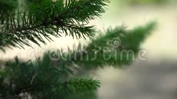 落林松针枝明林地中的蓬松松树枝美丽的野生动物环境视频的预览图