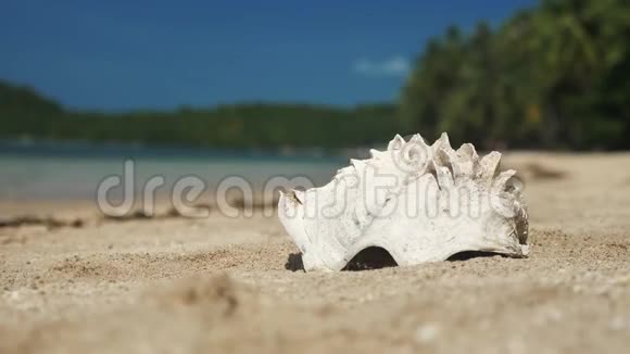 海滩上的大贝壳靠近视频的预览图