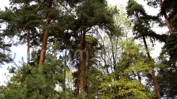 混合林同一森林中的针叶树和落叶树视频的预览图