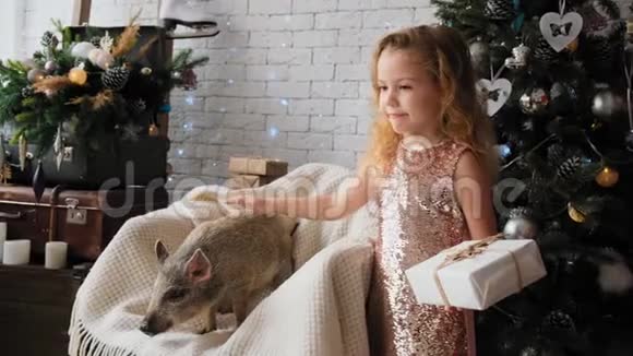 小可爱的女孩拿着礼物站着慢动作地抚摸着新年猪的象征视频的预览图